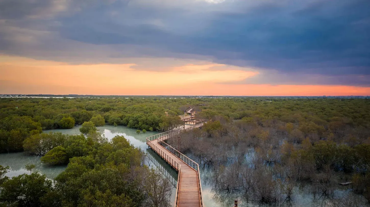 Jubail Mangrove Park boardwalk